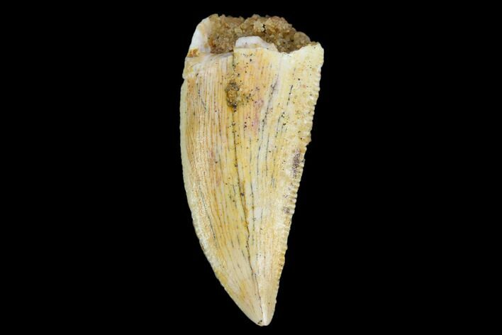 Serrated, Raptor Tooth - Real Dinosaur Tooth #124282